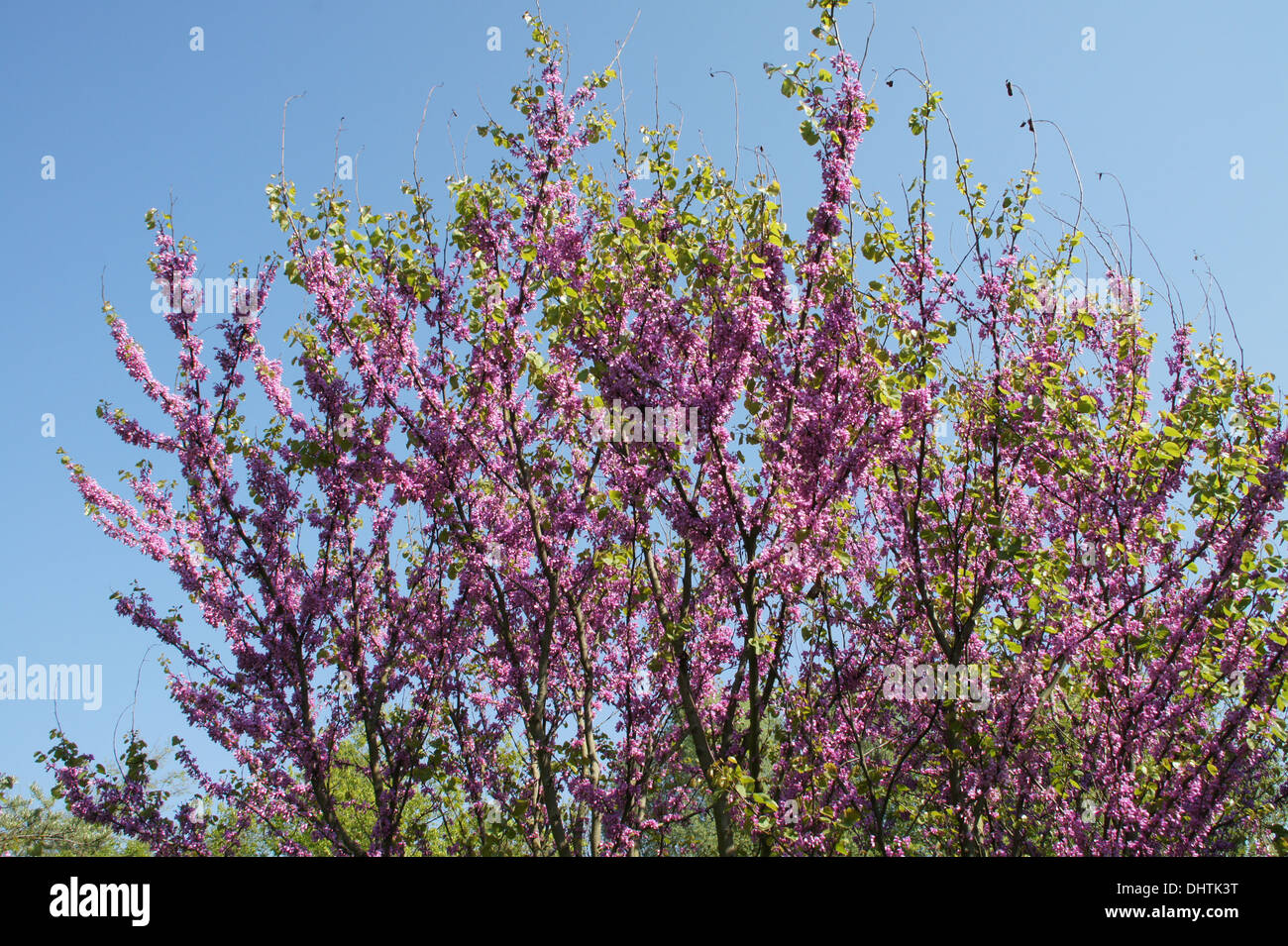 Judas tree Stock Photo Alamy