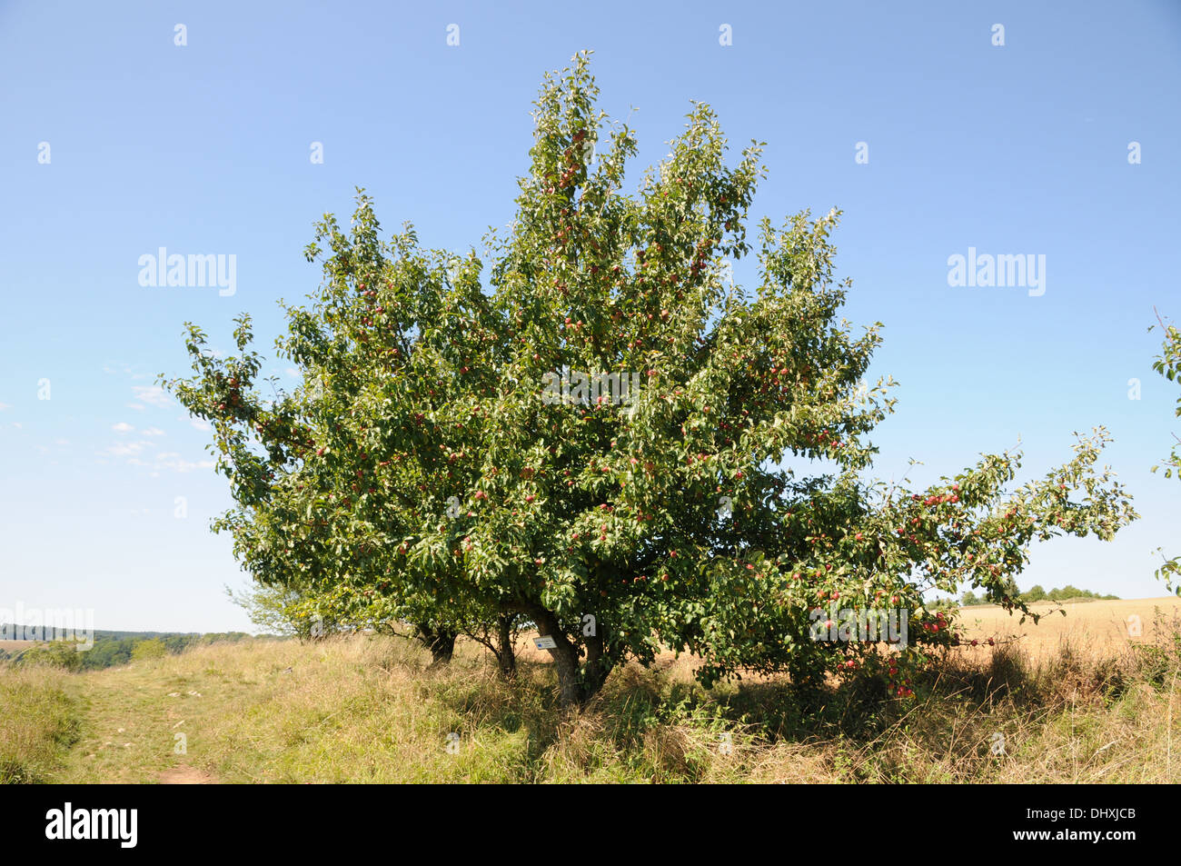 Wild apple tree hires stock photography and images Alamy