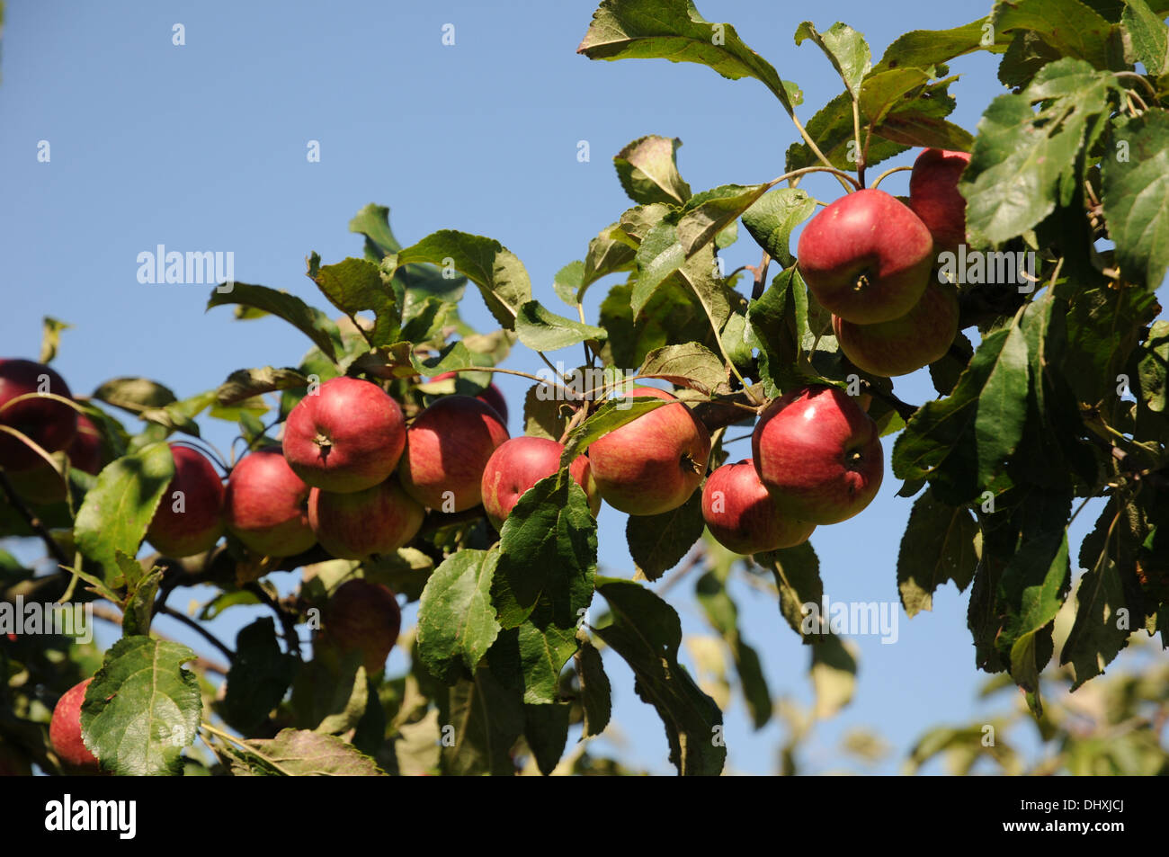 Wild apples Stock Photo Alamy