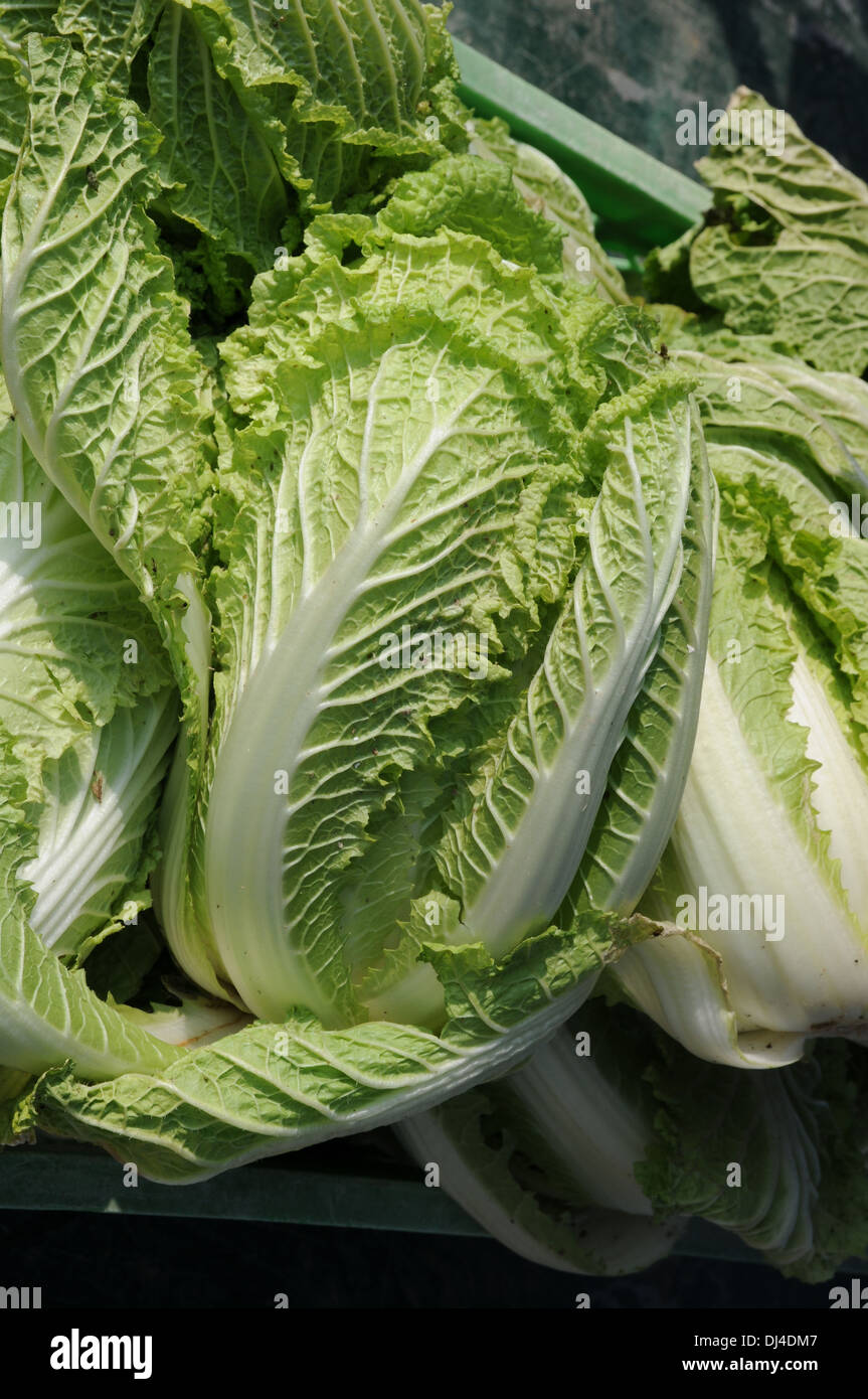 Brassica napa hires stock photography and images Alamy