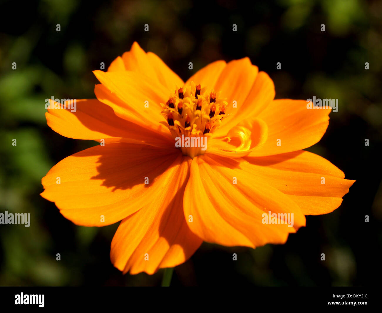Various Flowers set Stock Photo Alamy