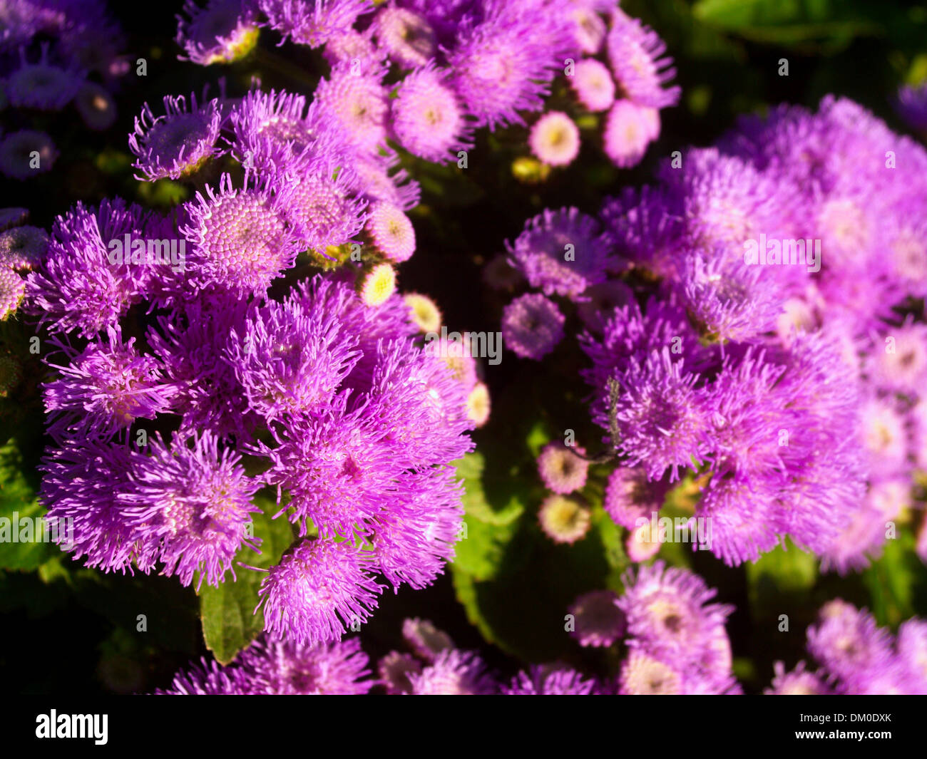 Various Flowers set Stock Photo Alamy