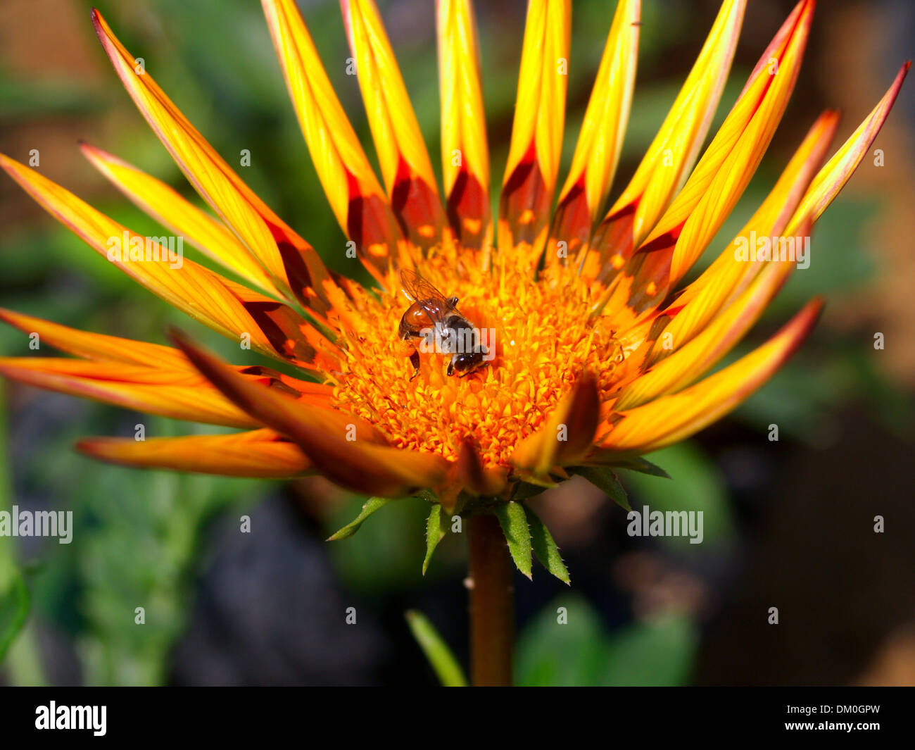 Various Flowers set Stock Photo Alamy