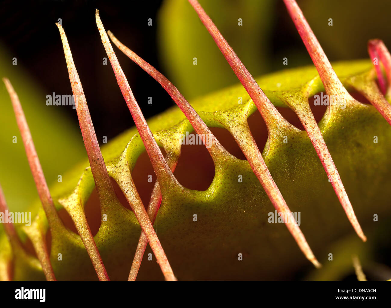 a venus flytrap closed Stock Photo Alamy