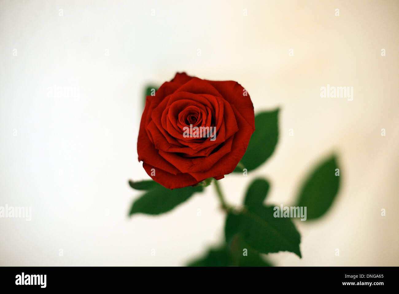 Rose rot Stock Photo Alamy