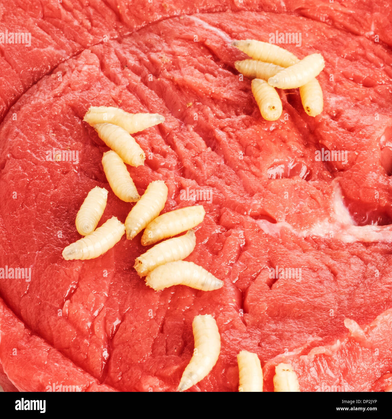 Maggots hires stock photography and images Alamy
