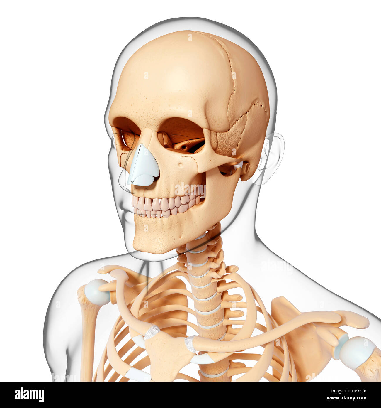 Human skeleton, artwork Stock Photo Alamy