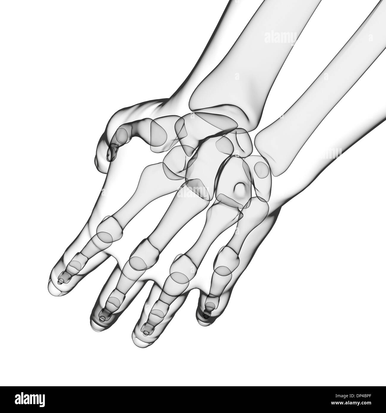 Human hand bones, artwork Stock Photo Alamy