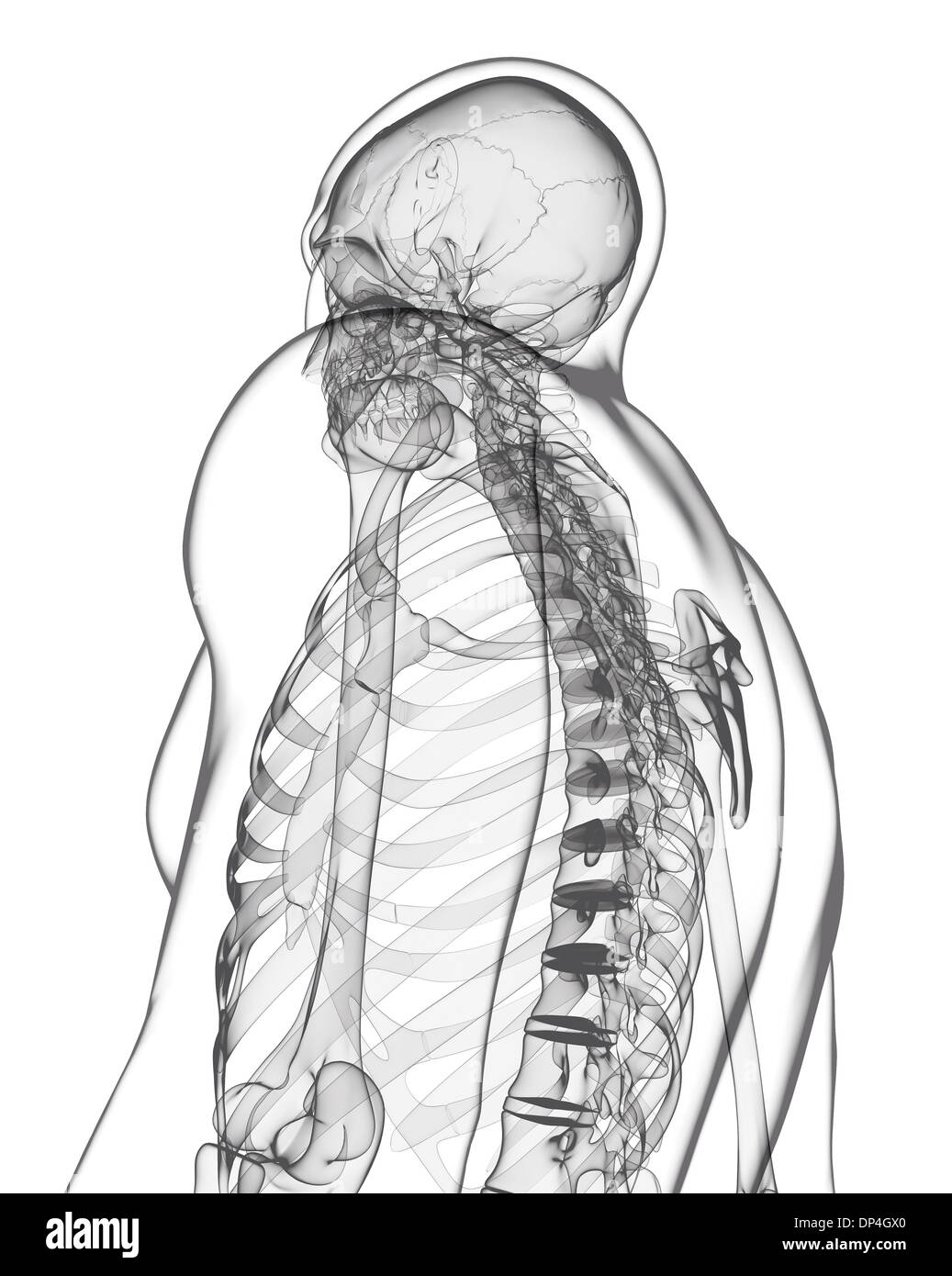 Human skeleton, artwork Stock Photo Alamy