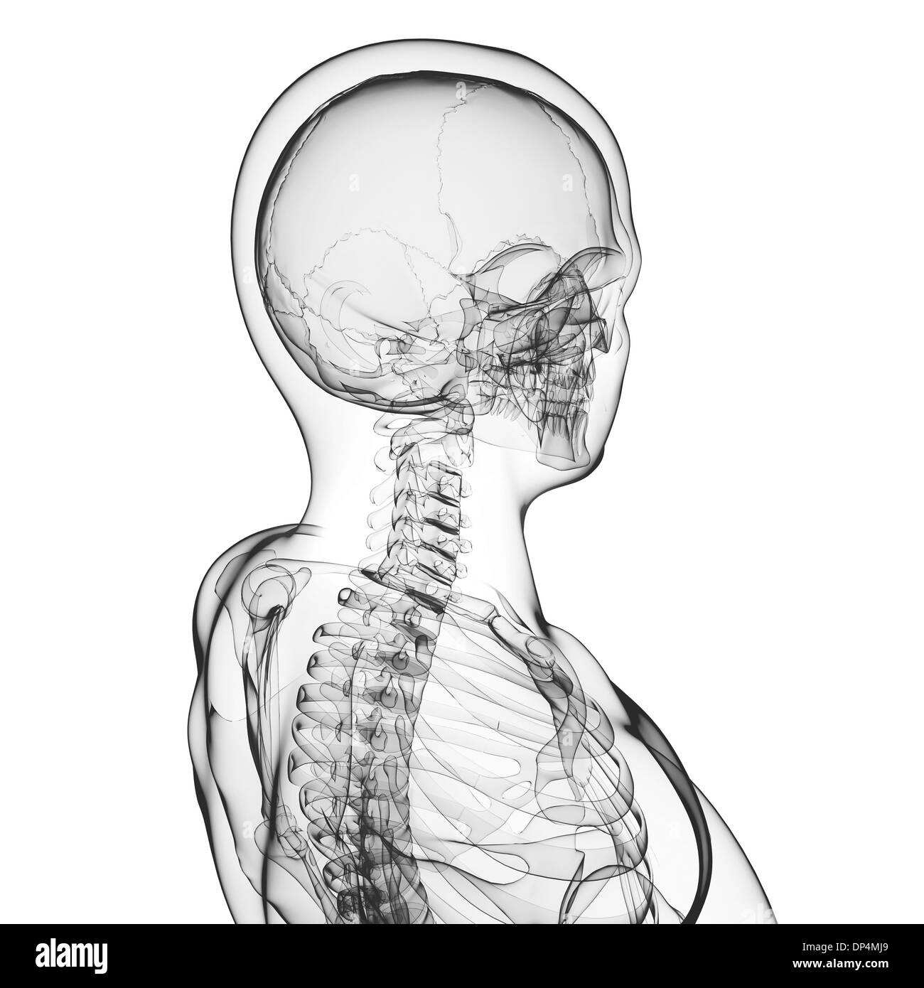 Human skeleton, artwork Stock Photo Alamy
