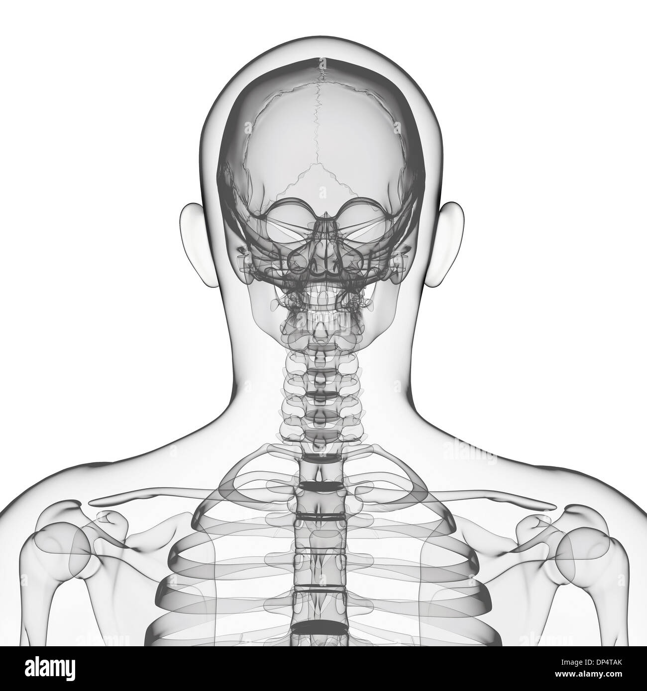 Human skeleton, artwork Stock Photo Alamy