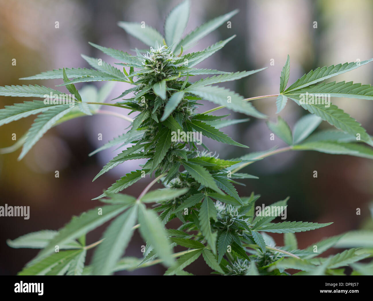 Ganja plant hires stock photography and images Alamy