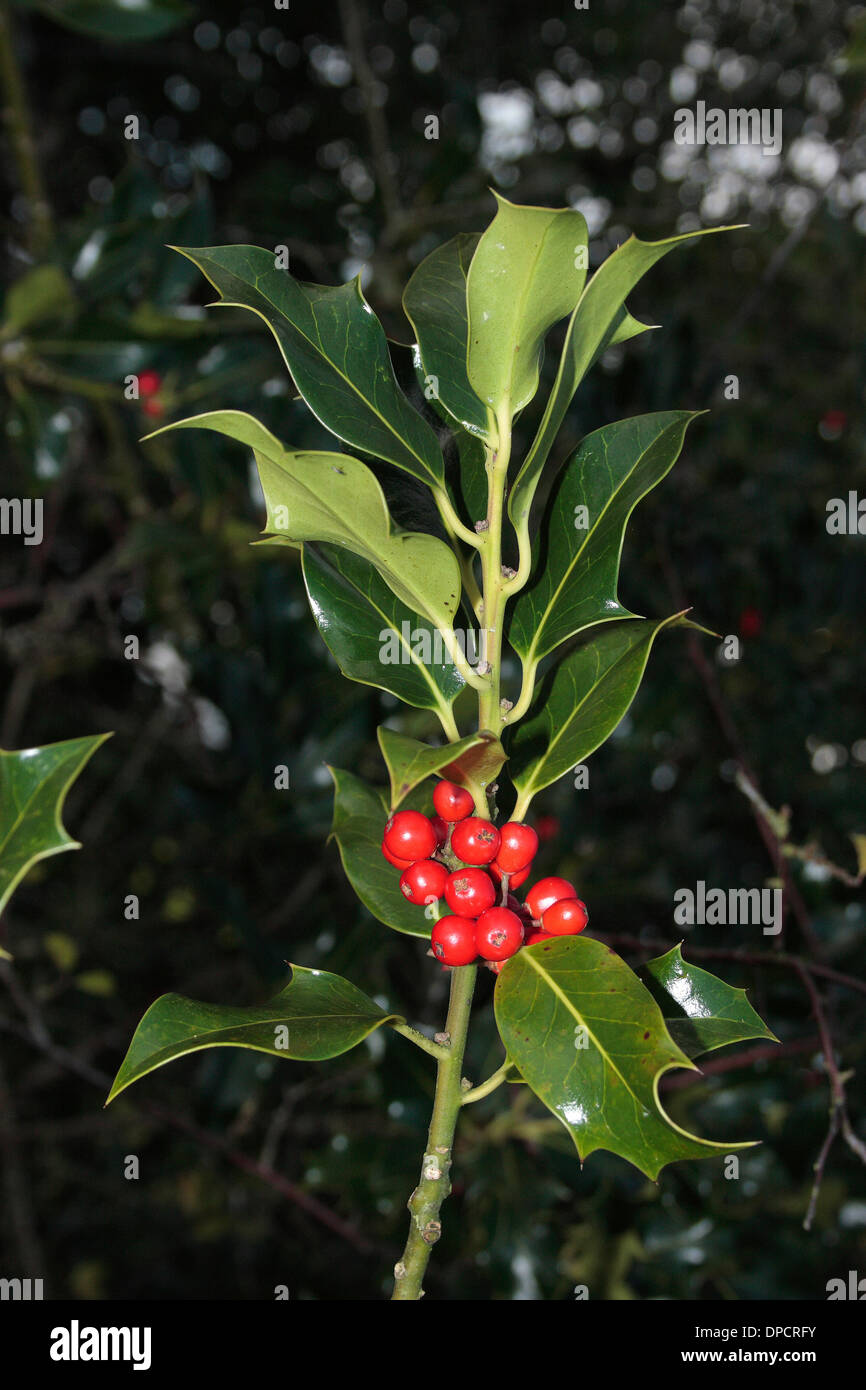 Cluster of holly berries hires stock photography and images Alamy
