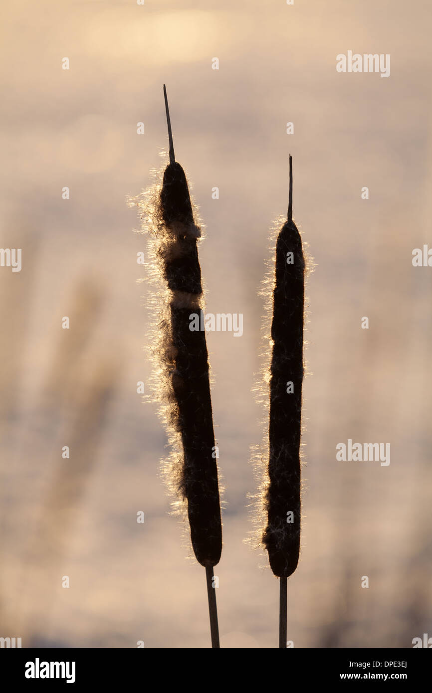 Corn dog grass hires stock photography and images Alamy
