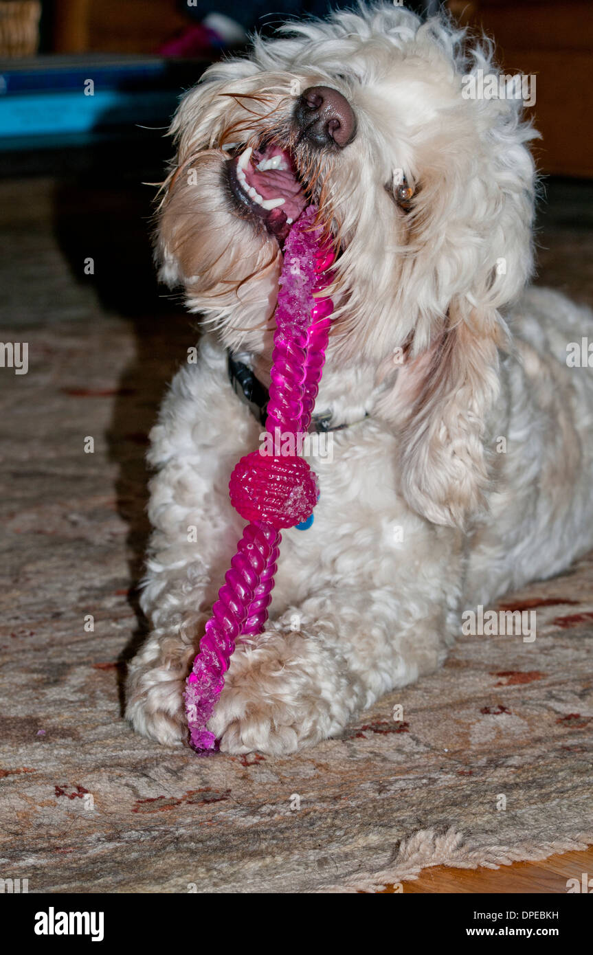 Cockapoo with dog toy Stock Photo Alamy
