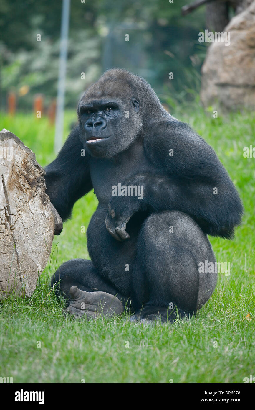 Gorilla ape hires stock photography and images Alamy