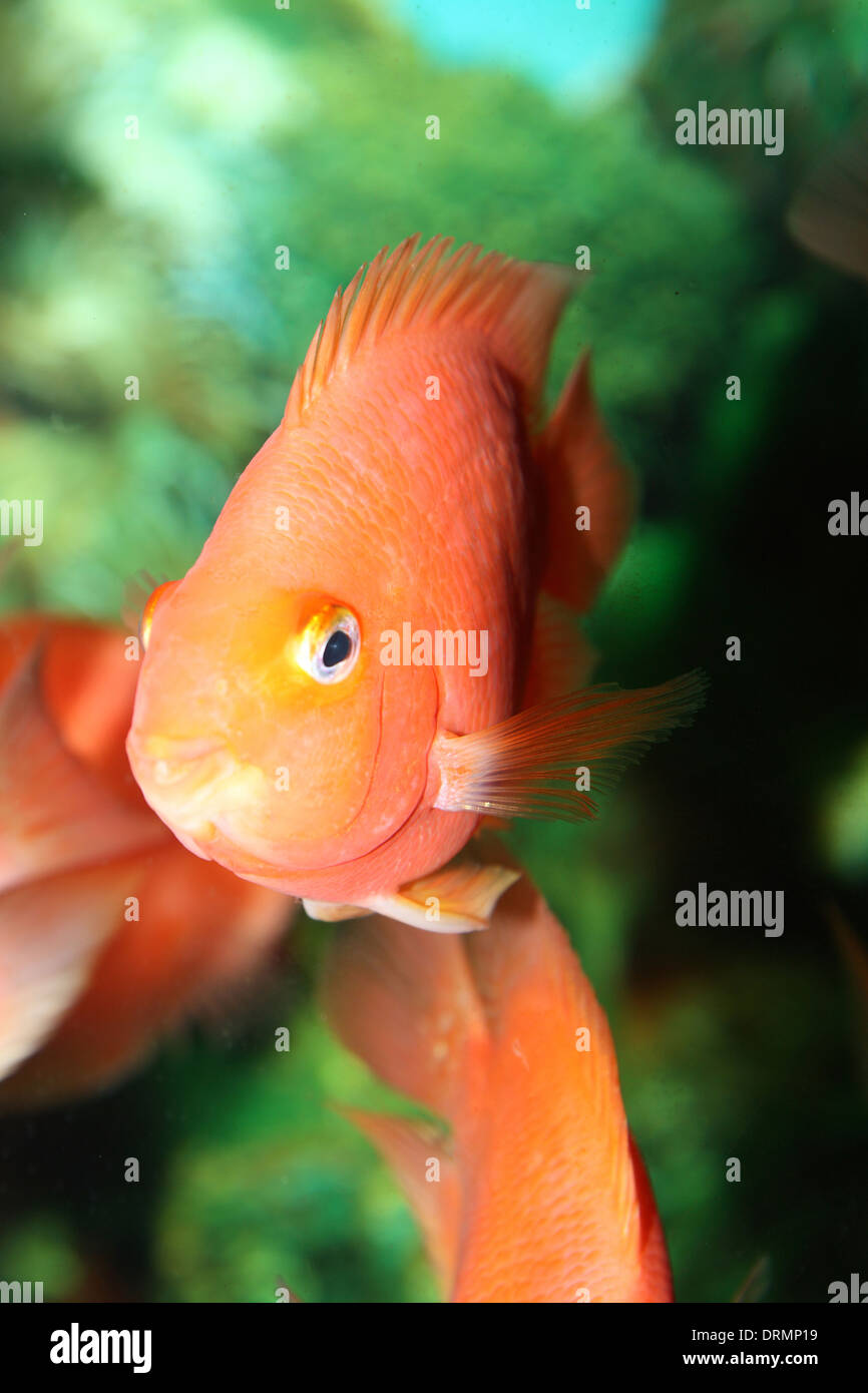 fish in aquarium Stock Photo Alamy