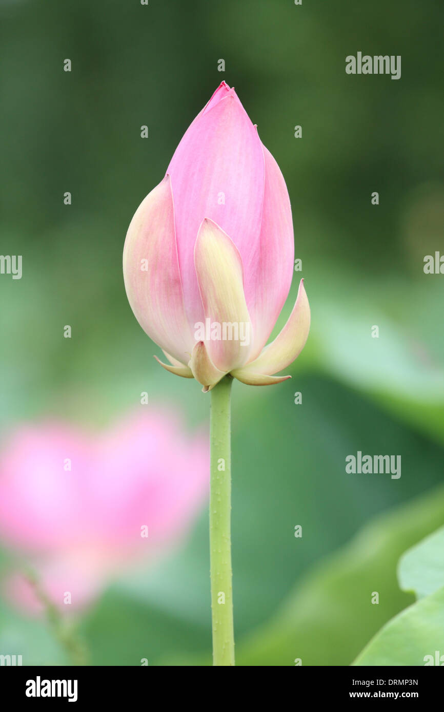 Lotus stalk hires stock photography and images Alamy
