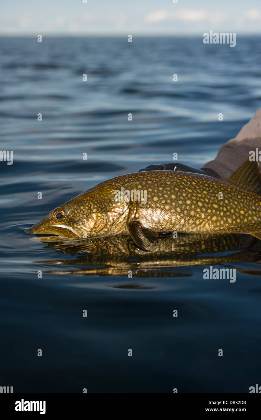 Summer lake trout Stock Photo Alamy
