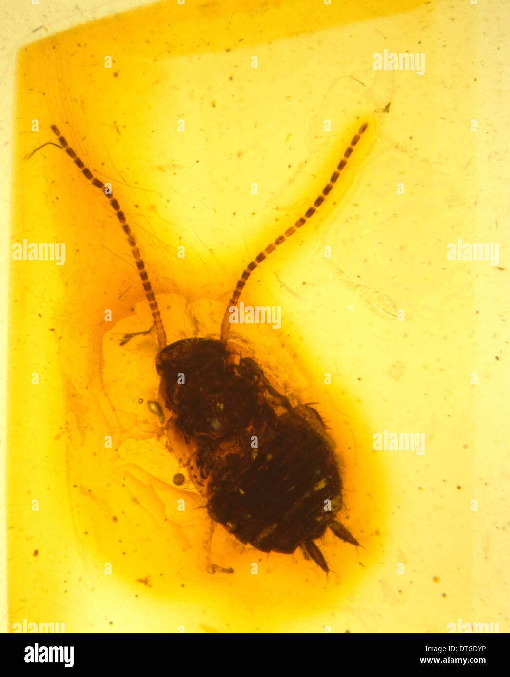 Cockroach larvae hires stock photography and images Alamy