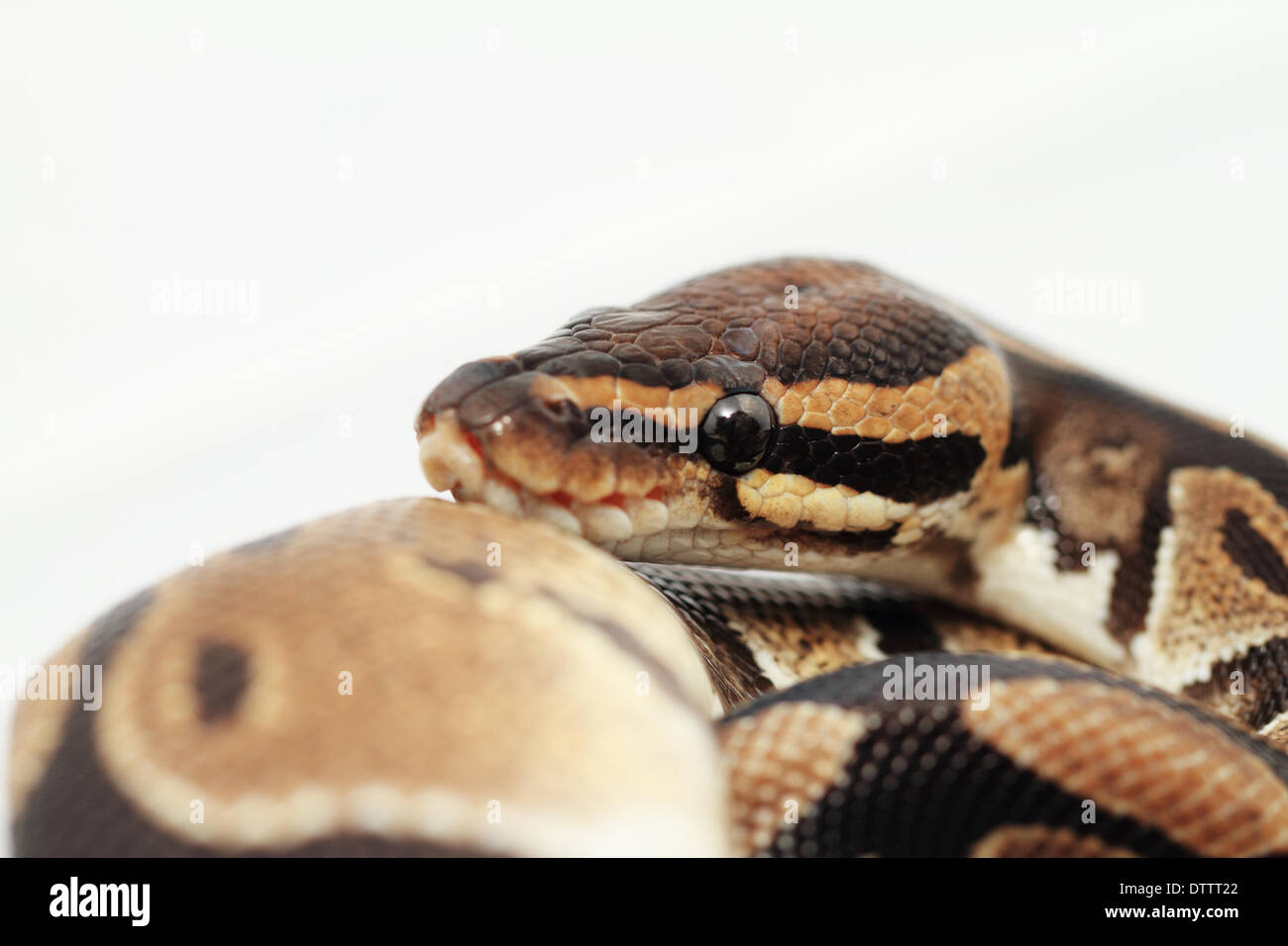 Ball Python close up (Python Regius Stock Photo Alamy