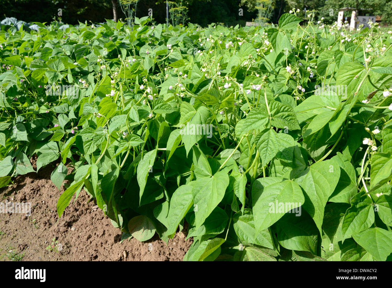 Bush beans Stock Photo Alamy