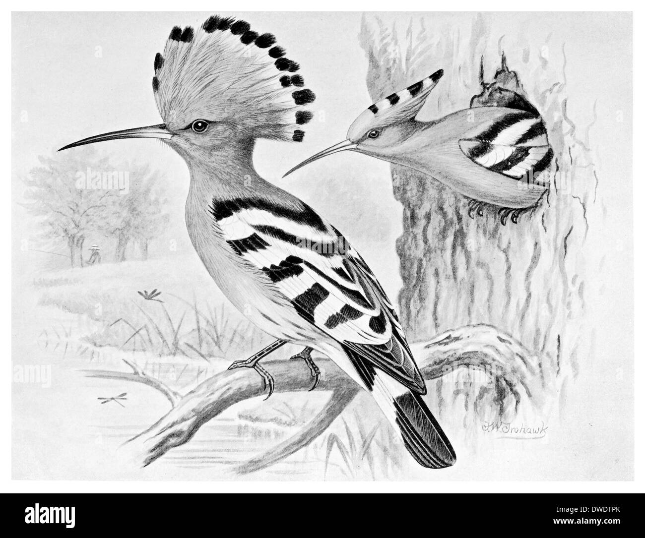 Hoopoe bird art hires stock photography and images Alamy