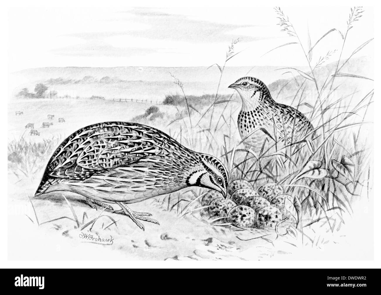 Quail Black and White Stock Photos & Images Alamy