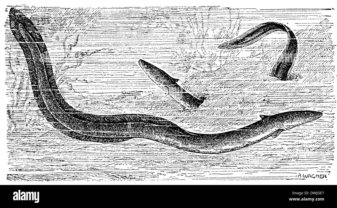 Common Eel Stock Photo Alamy