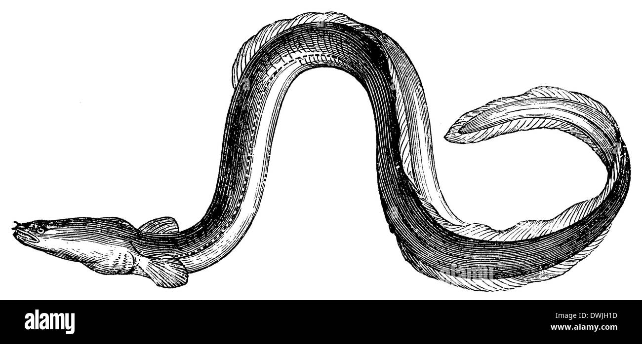 Common eel anguilla vulgaris Black and White Stock Photos & Images Alamy