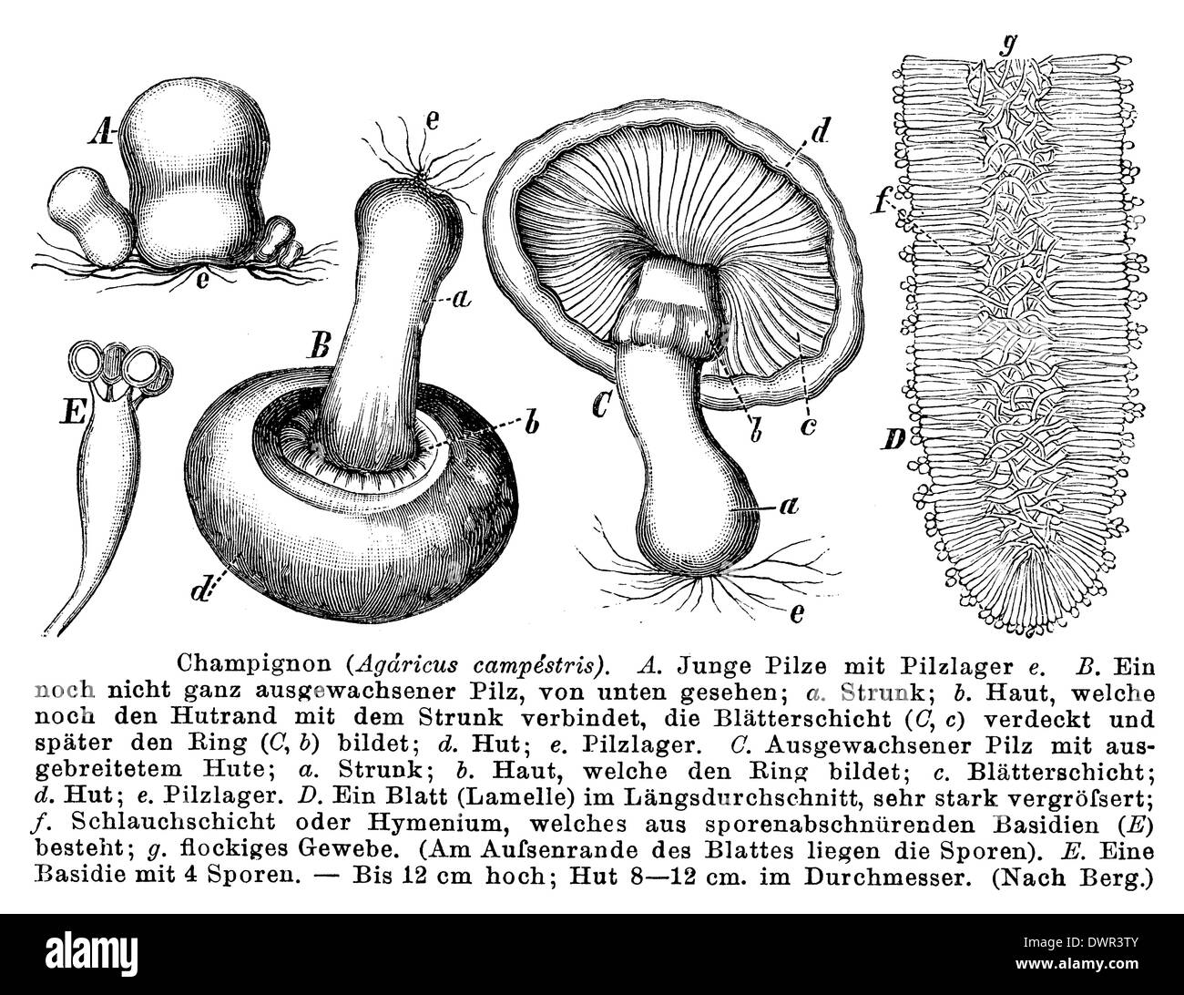 Old mushroom Cut Out Stock Images & Pictures Alamy