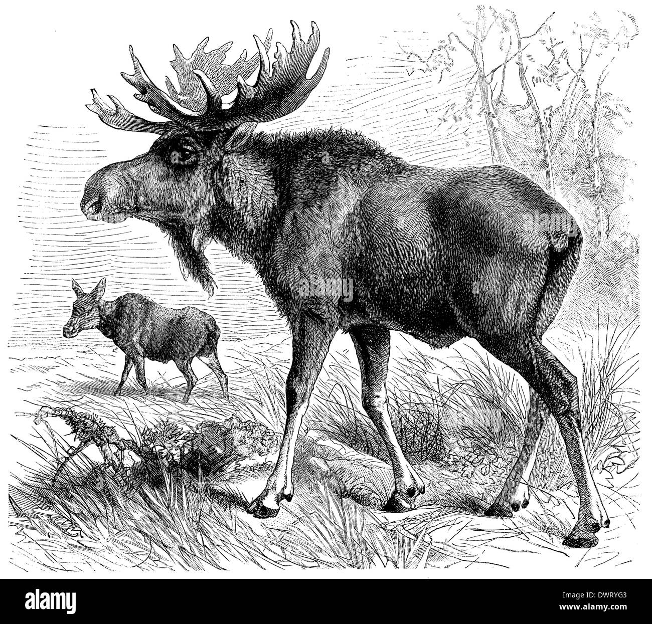 Moose Black and White Stock Photos & Images Alamy