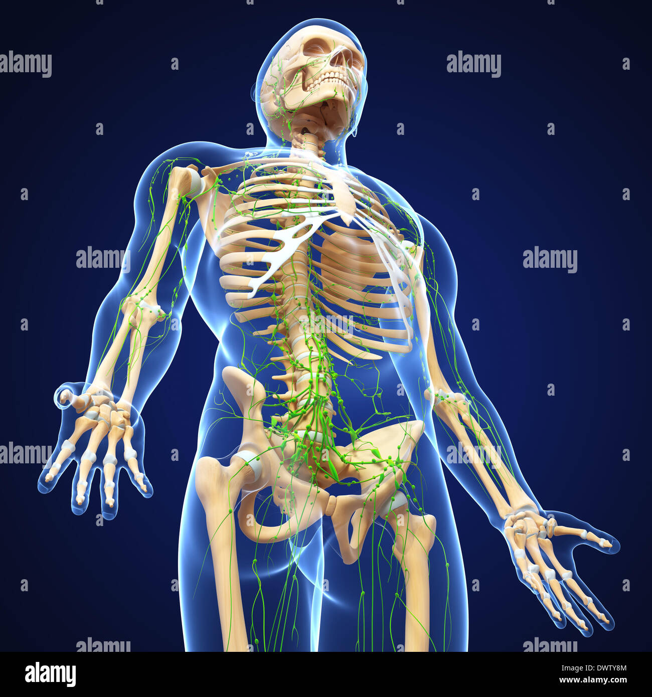 Lymphatic system drawing Stock Photo - Alamy