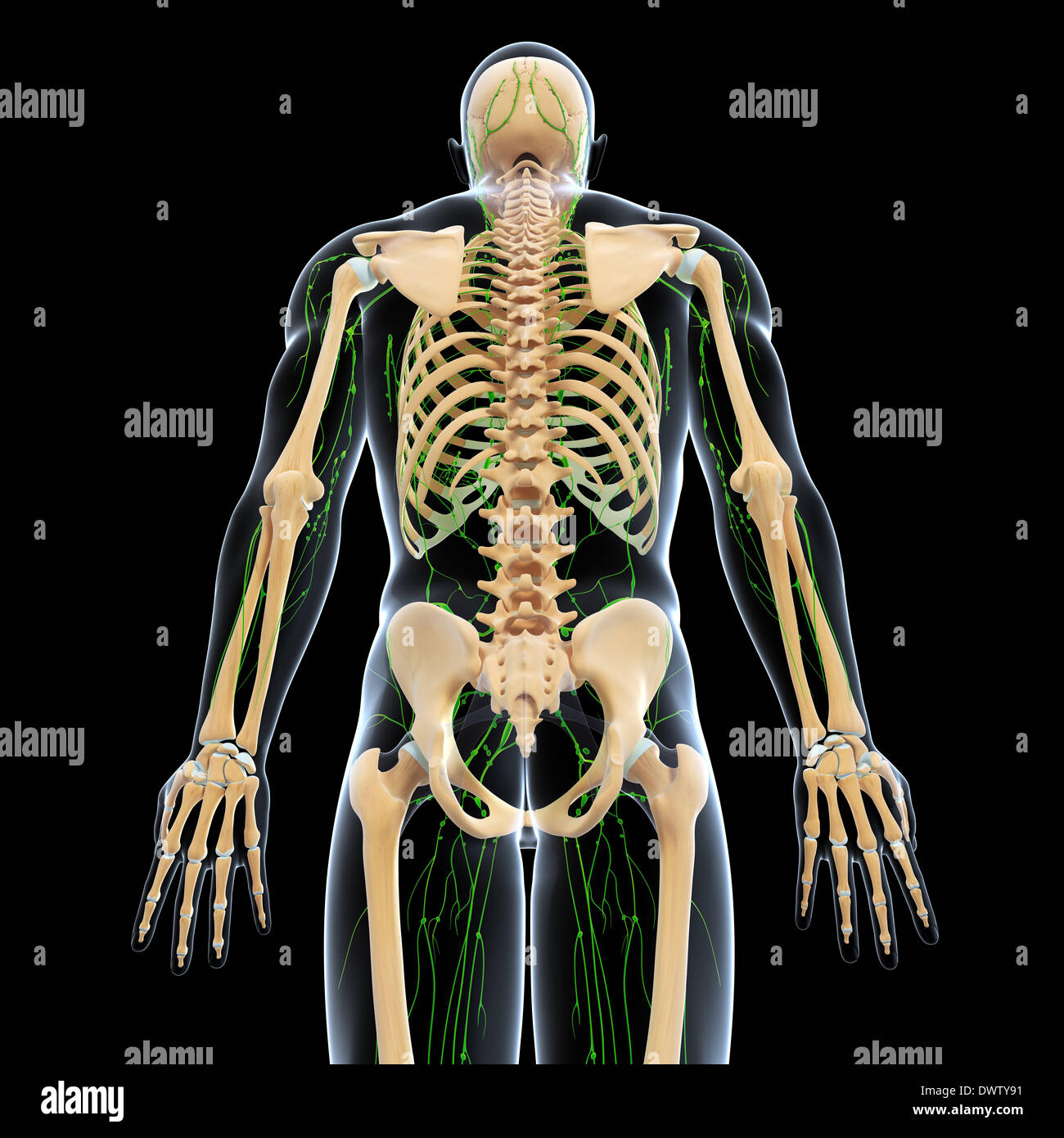 Lymphatic system drawing Stock Photo - Alamy