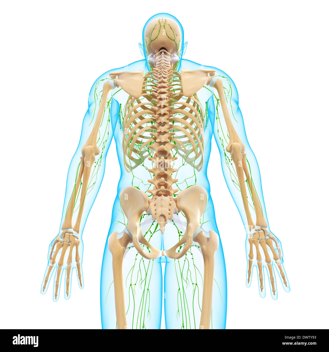 Lymphatic system drawing Stock Photo - Alamy
