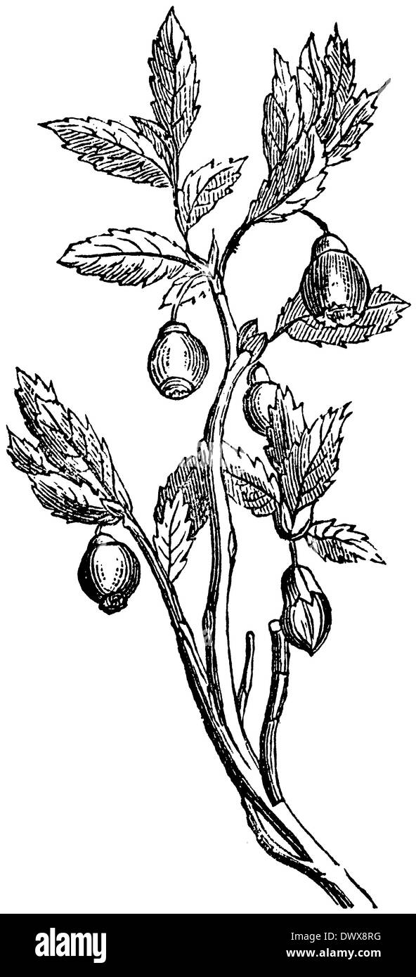 Botanical drawing blueberry hires stock photography and images Alamy