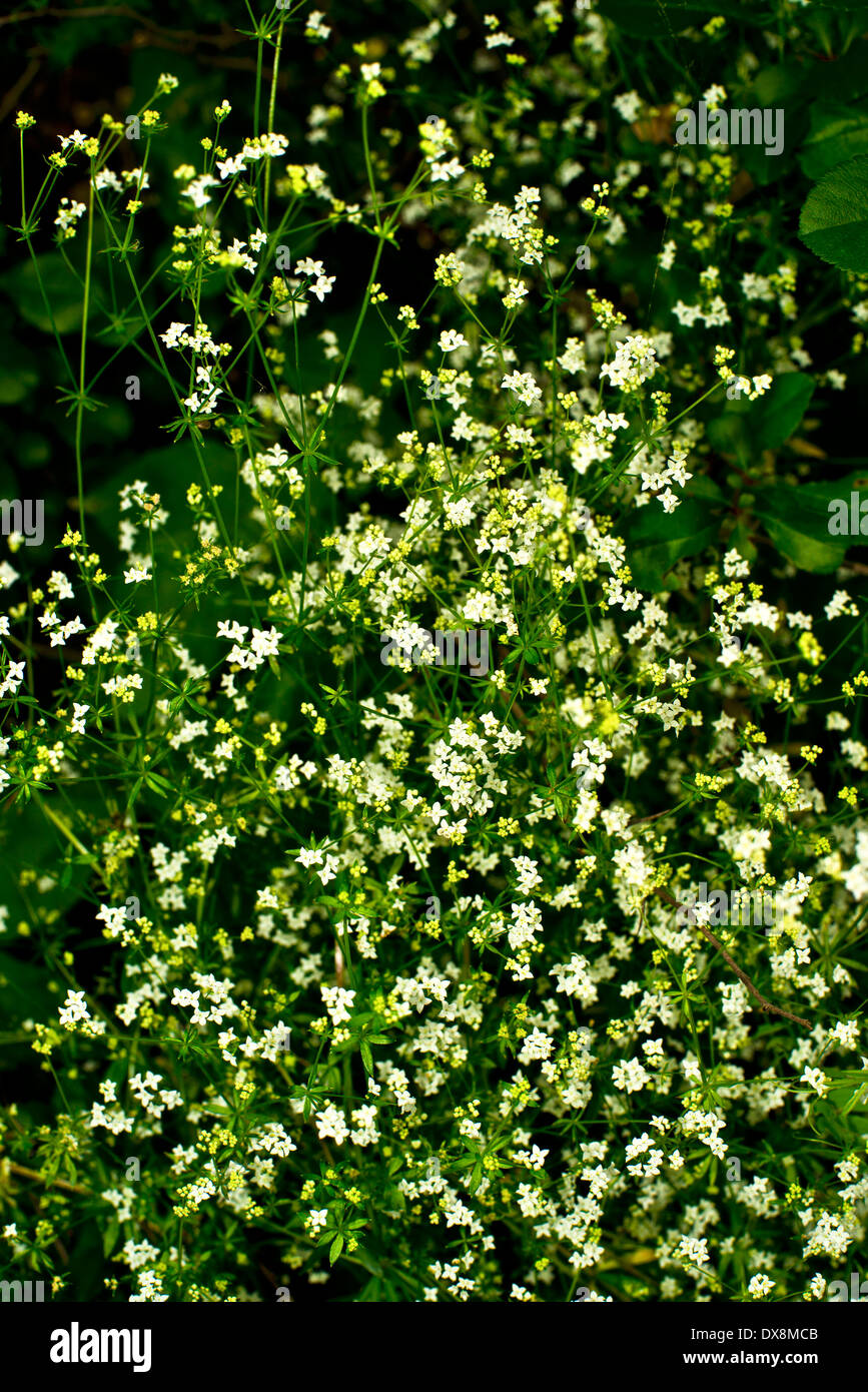 white small flowers Stock Photo Alamy