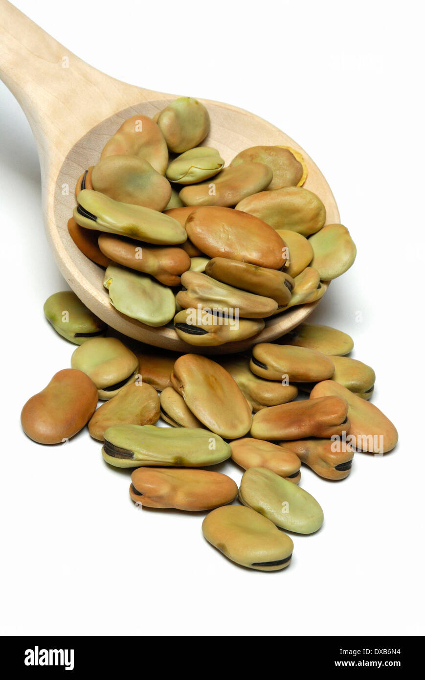 Horse beans hires stock photography and images Alamy