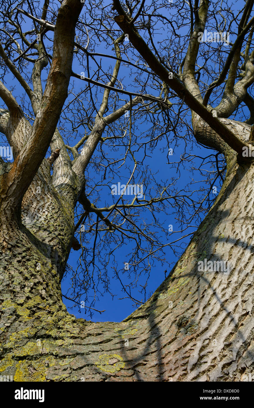 Looking up at a big old tree with branches and blue sky without leaves