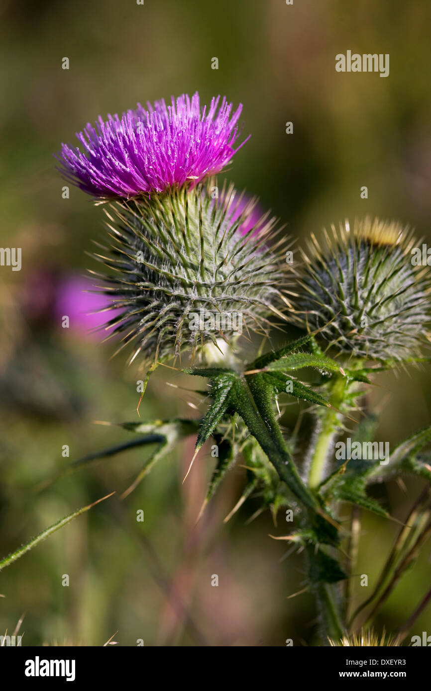 Scottish Thistle Stock Photo Alamy