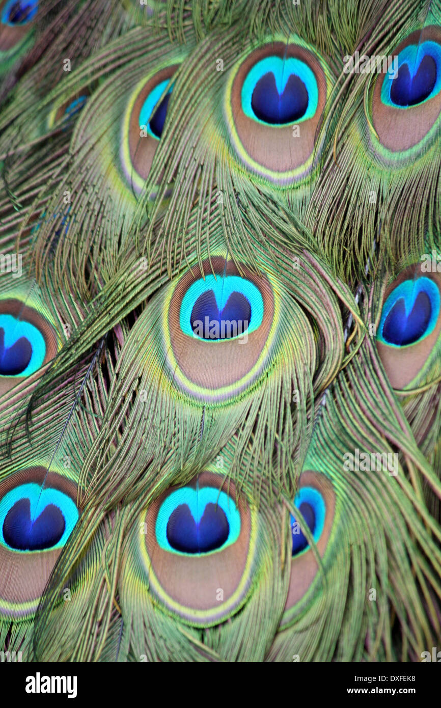 Brown feathers hires stock photography and images Alamy