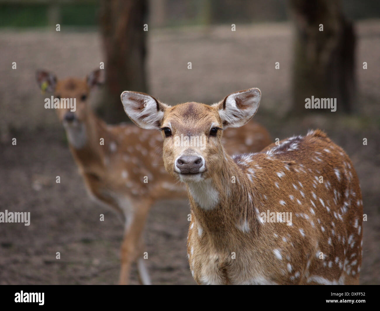 Axis deer hires stock photography and images Alamy