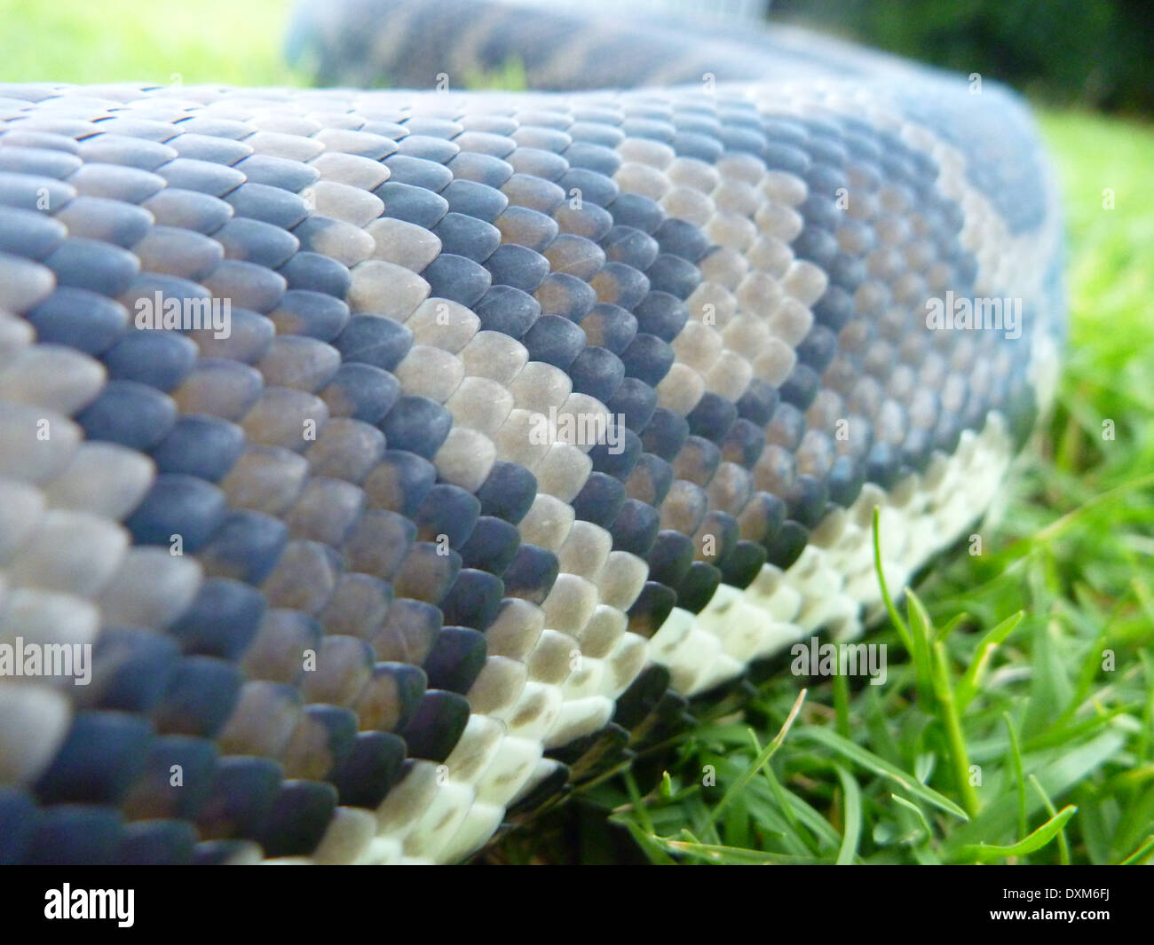 Warm blooded reptile hires stock photography and images Alamy