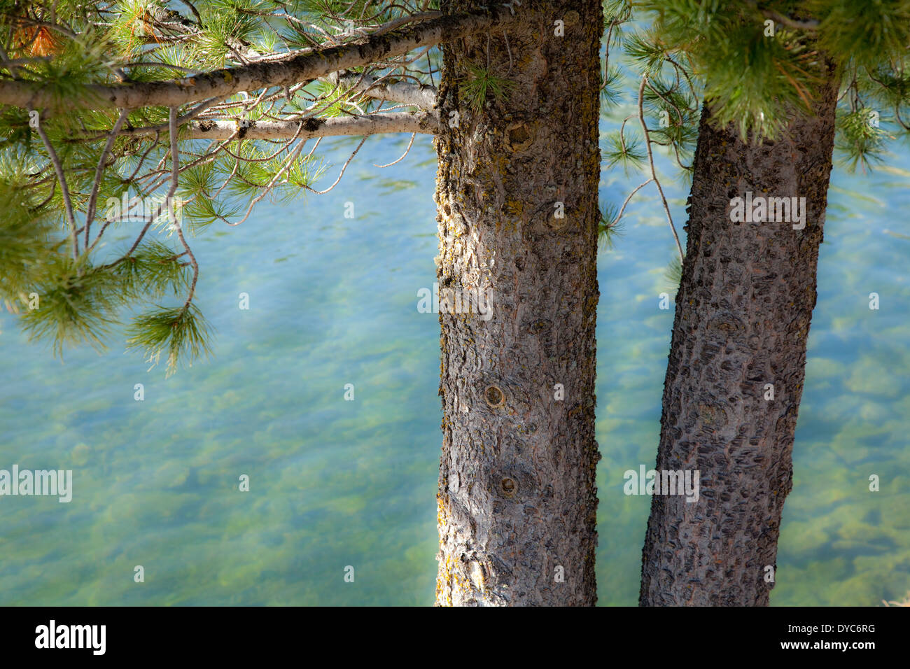 Pine trees against water Stock Photo Alamy
