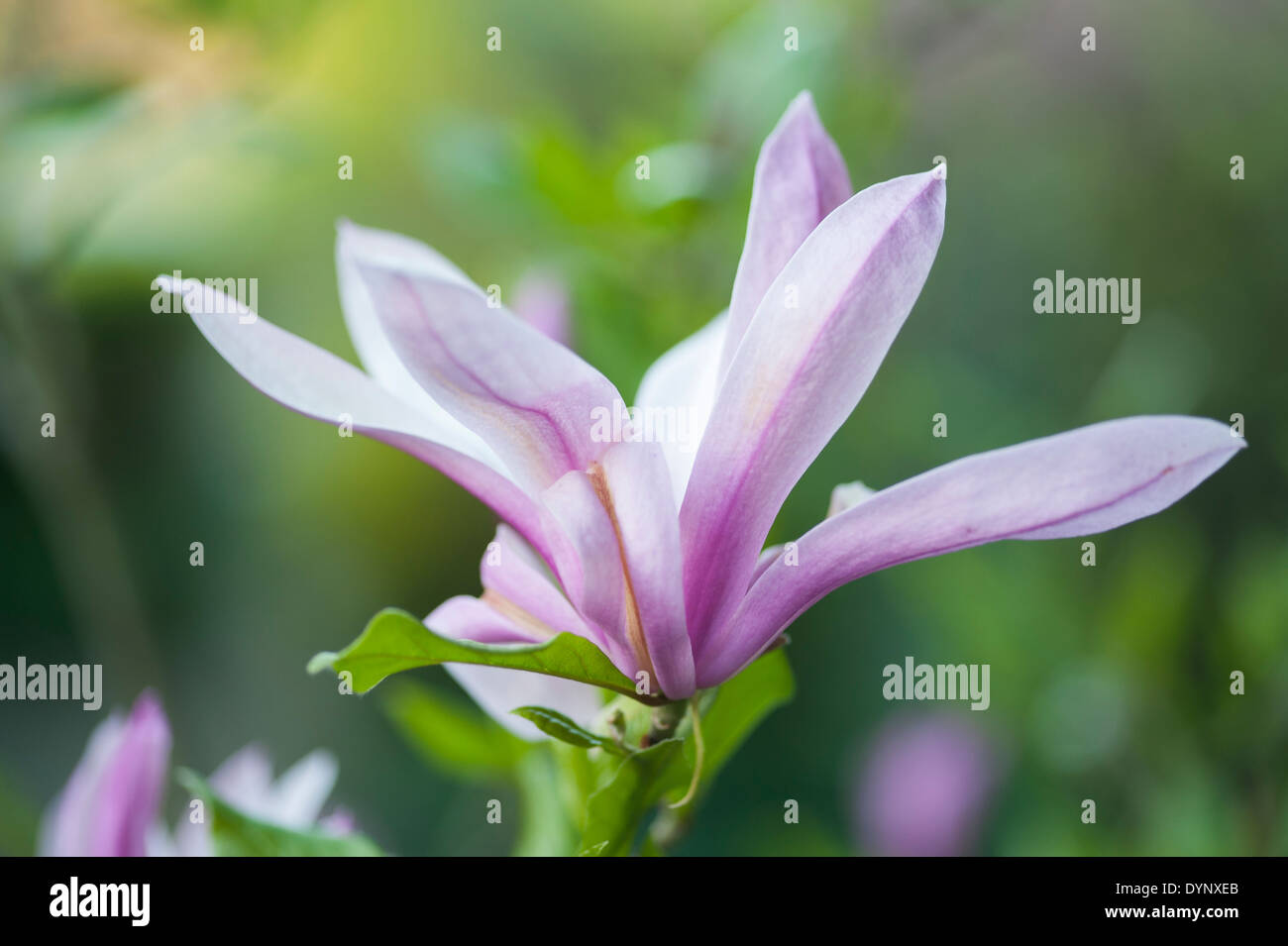 Magnolia grandiflora bull bay hires stock photography and images Alamy