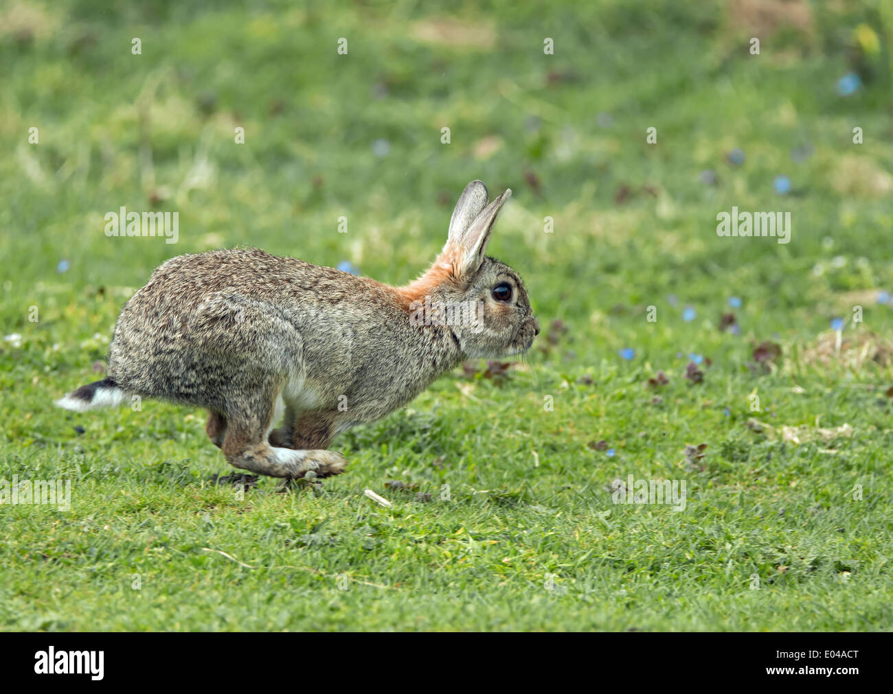 Running rabbit uk hires stock photography and images Alamy