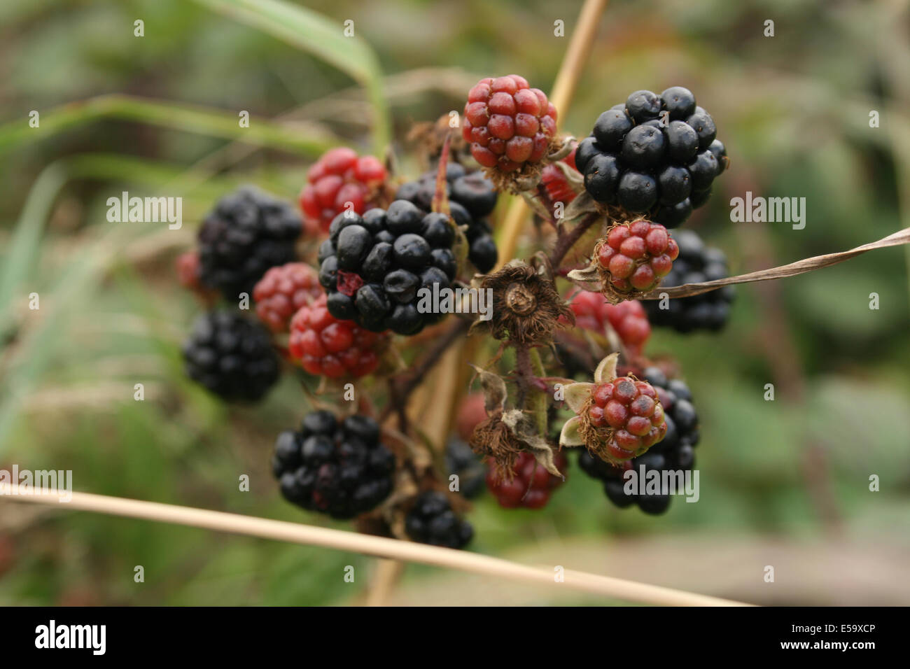 Brambles Stock Photo 72133062 Alamy