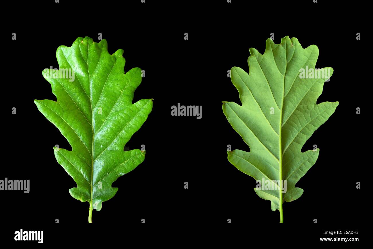 Black Oak Leaf High Resolution Stock Photography and Images Alamy