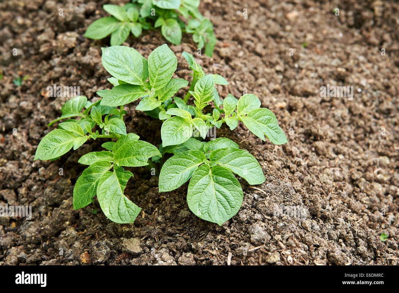 Young Maris Piper Potato Plants Growing in Vegetable Plot Stock Photo 72831120 Alamy