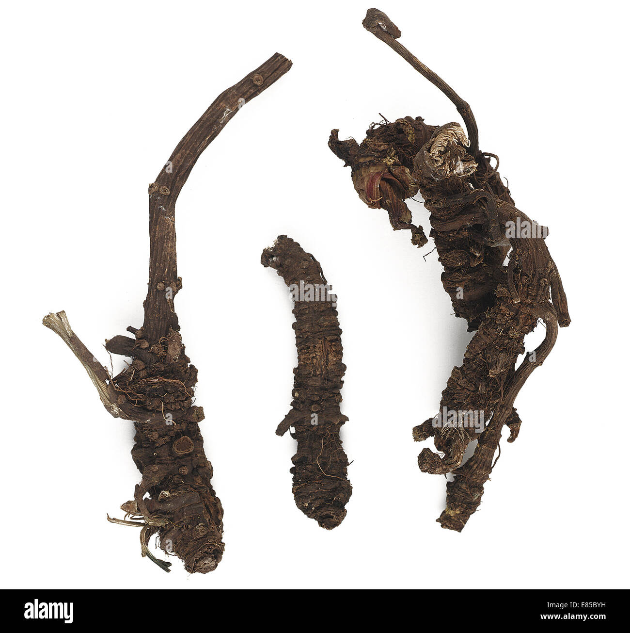 Root herb Stock Photo Alamy